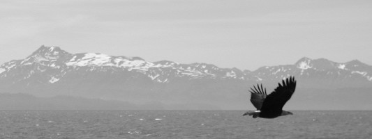 Alaska Bald Eagle