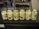 Kimchee Jars